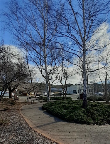 Garden bed with trees and walking path