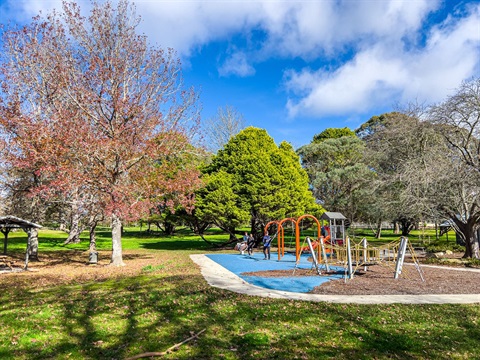 Public Trees in Park Playground