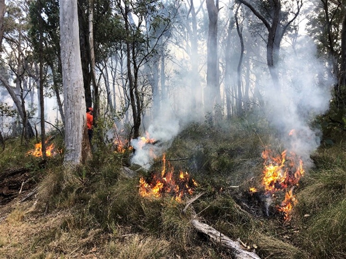 Image of a Cultural burn taking place in bushland