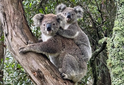 Image of Koala and her Joey taken by Tony Grattan-Smith at Yeos Lane Kangaloon