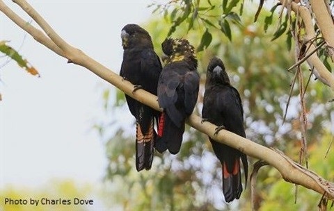 Image of Black Glossy Cockatoo Photo credit Charles Dove