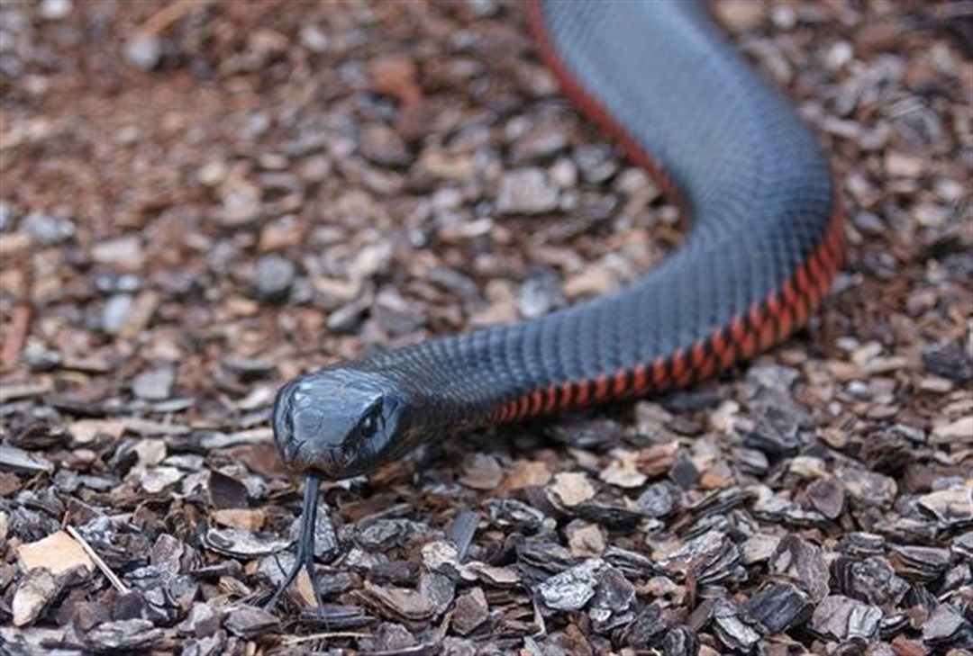 The hazards of snake rescue