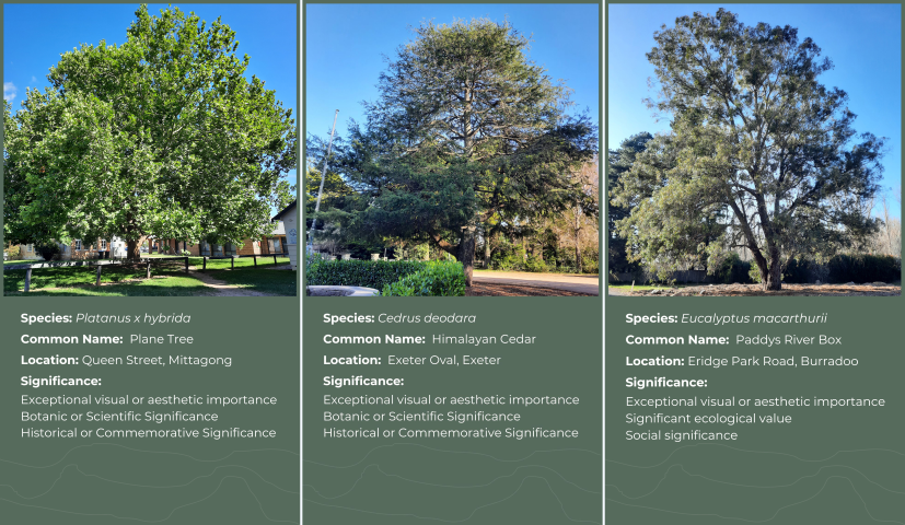 Samples of Signifant trees and commentry