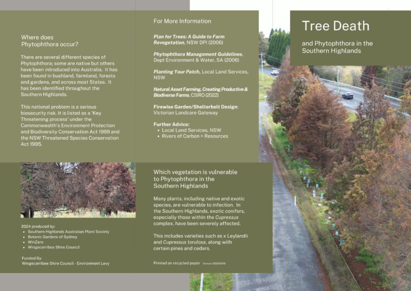 Tree Death Phytophthora Tree Disease Image of brochure