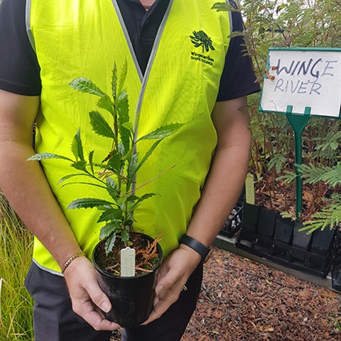 WSC staff member in WSC hi-vis holding native plant grown at the Moss Vale Community Nursery