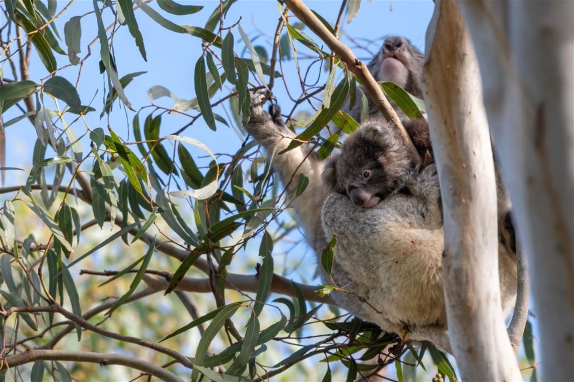 Image of Koala and joey in the trees