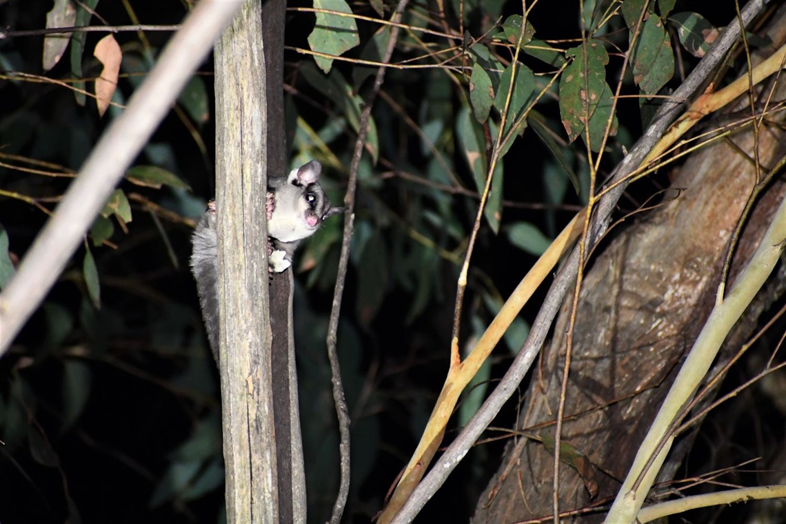 Image of  a Greater Southern Glider being viewed at a Spotlighting event