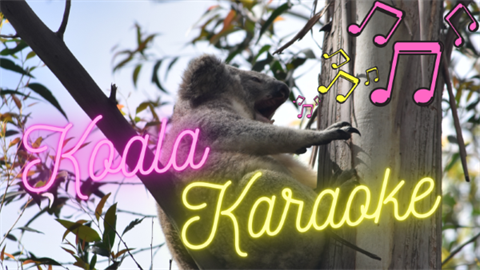 Koala sitting in gumtree, koala karaoke