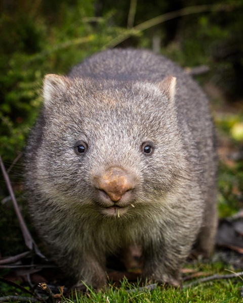 Wombat image.jpg