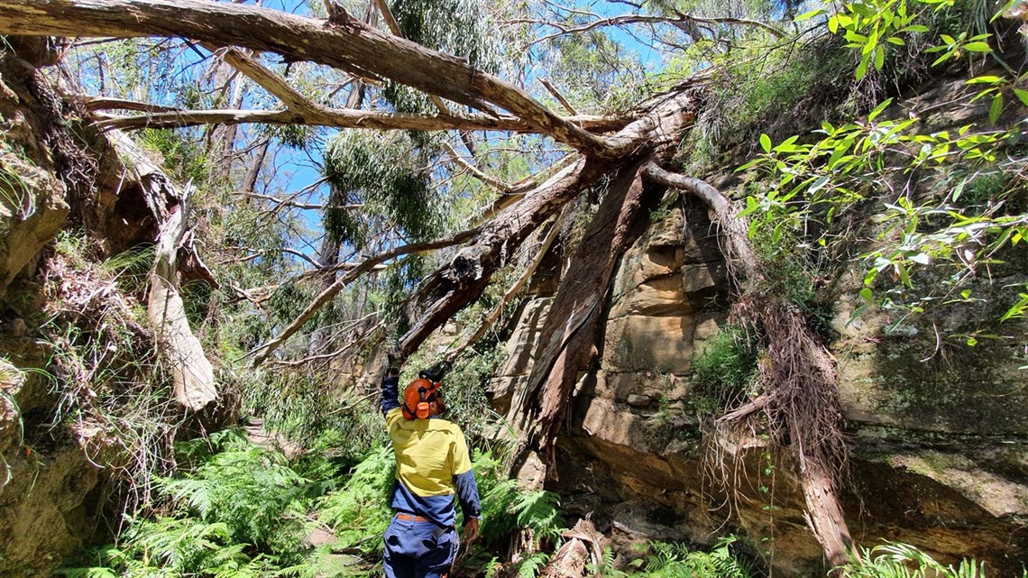 Fallen tree