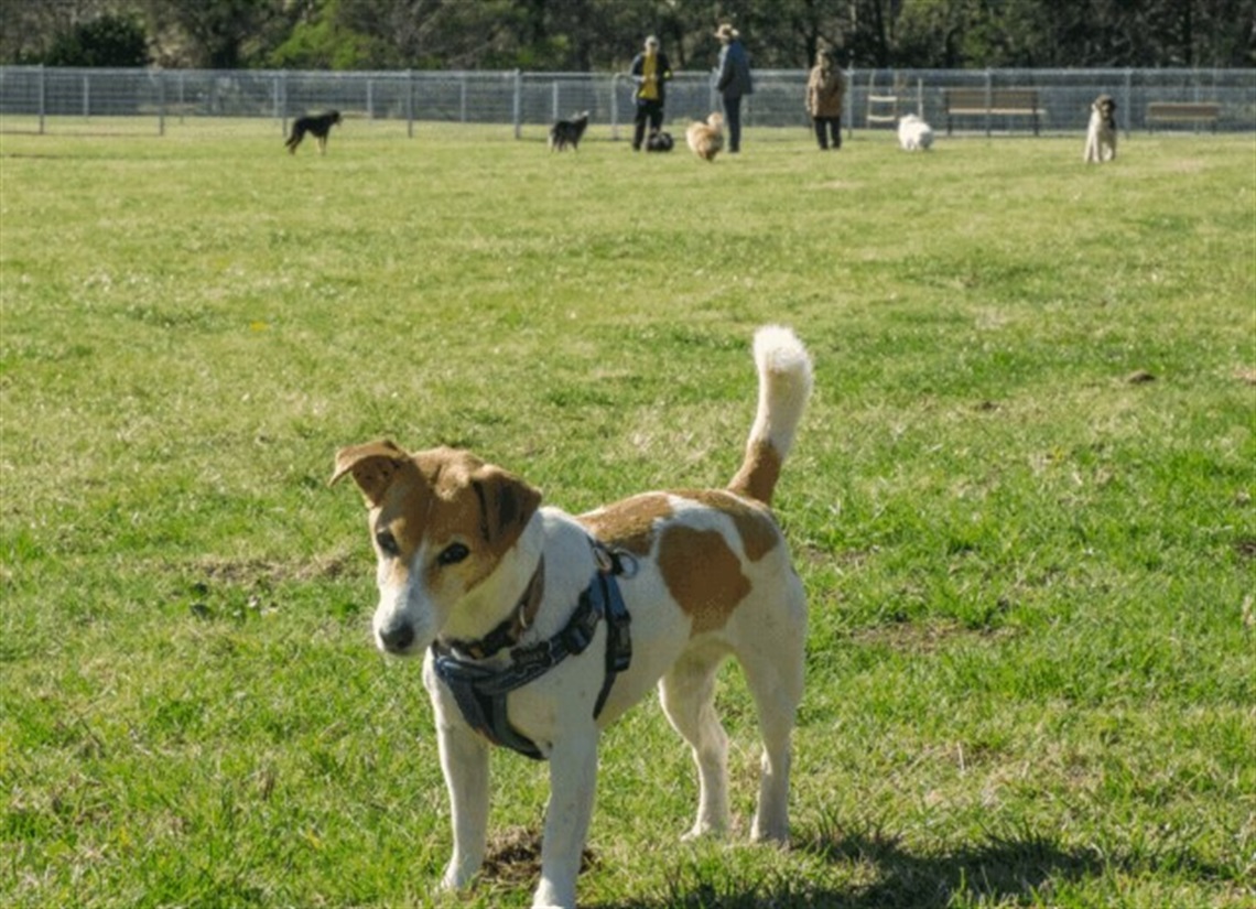 Bundanoon-dog-park-with-a-dog-in-the-foreground-and-other-dog-owners-and-dogs-in-the-distance