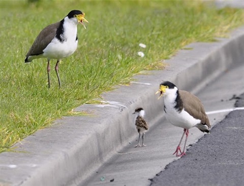 Image of family of Plovers