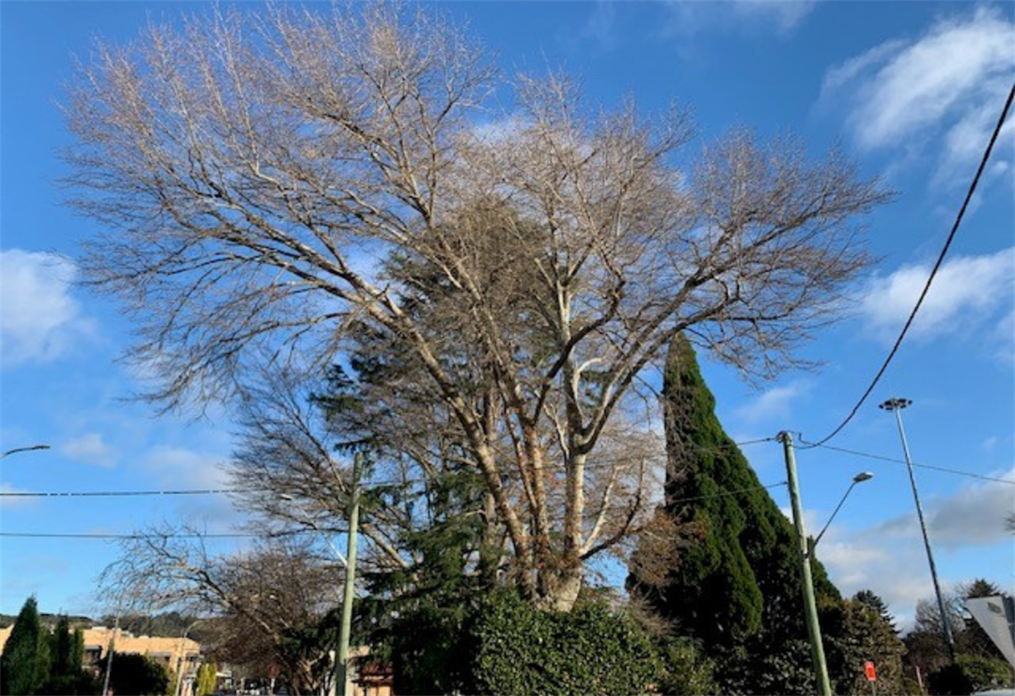 Tree to be pruned