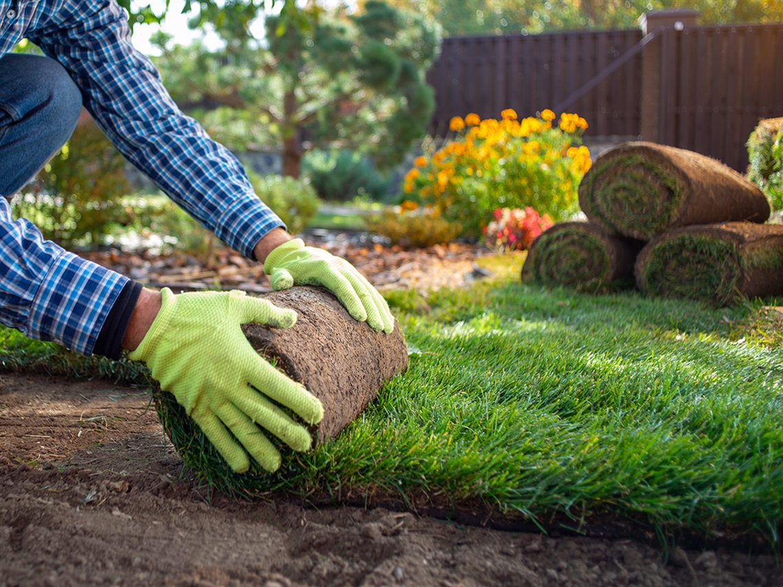 Gloved hands laying new turf in yard