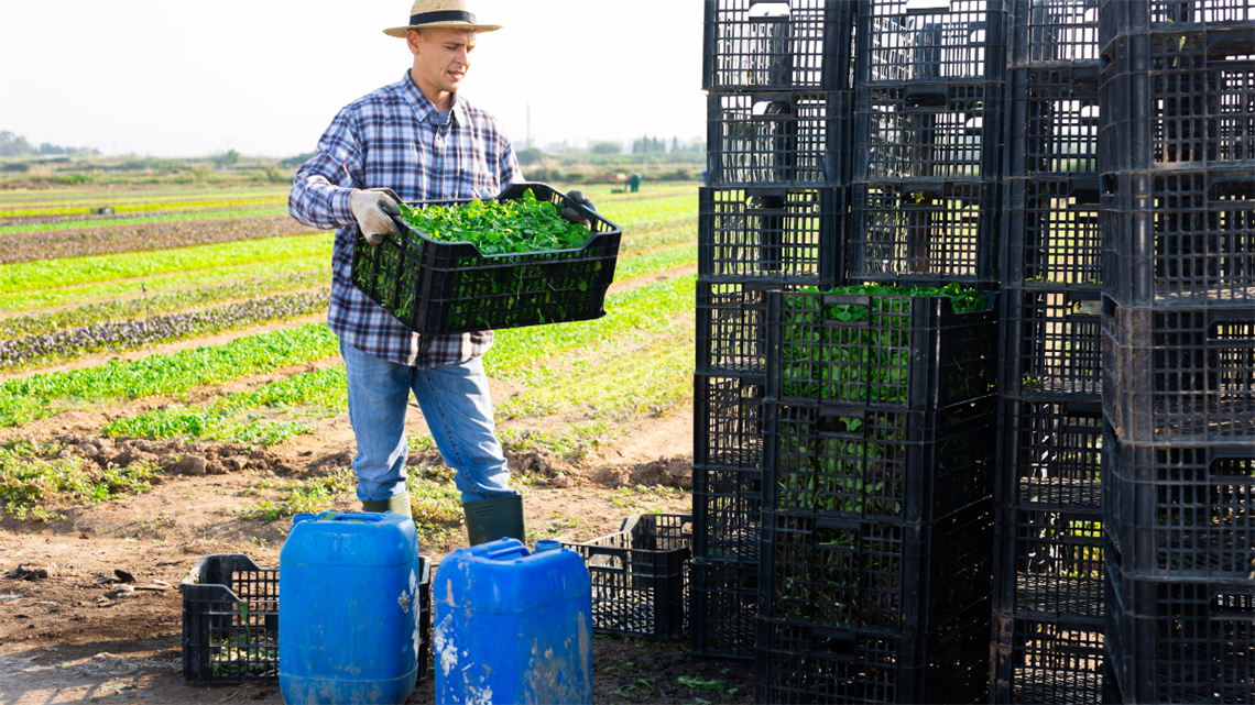 Farmer carrying a tray with some drums on the ground in front of him