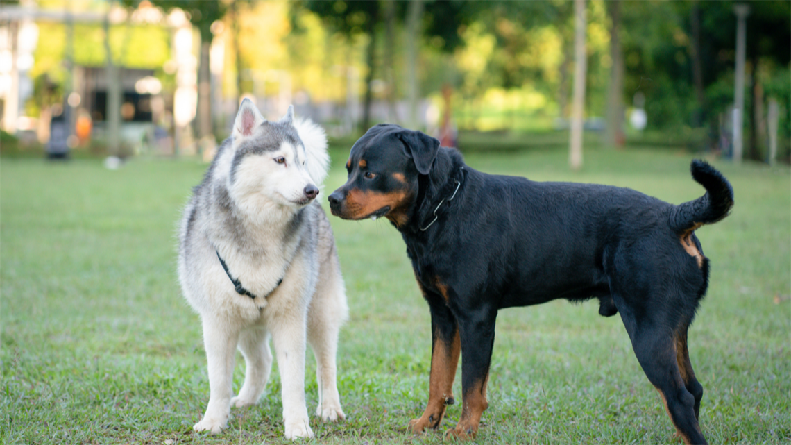 2 dogs socialising at a park