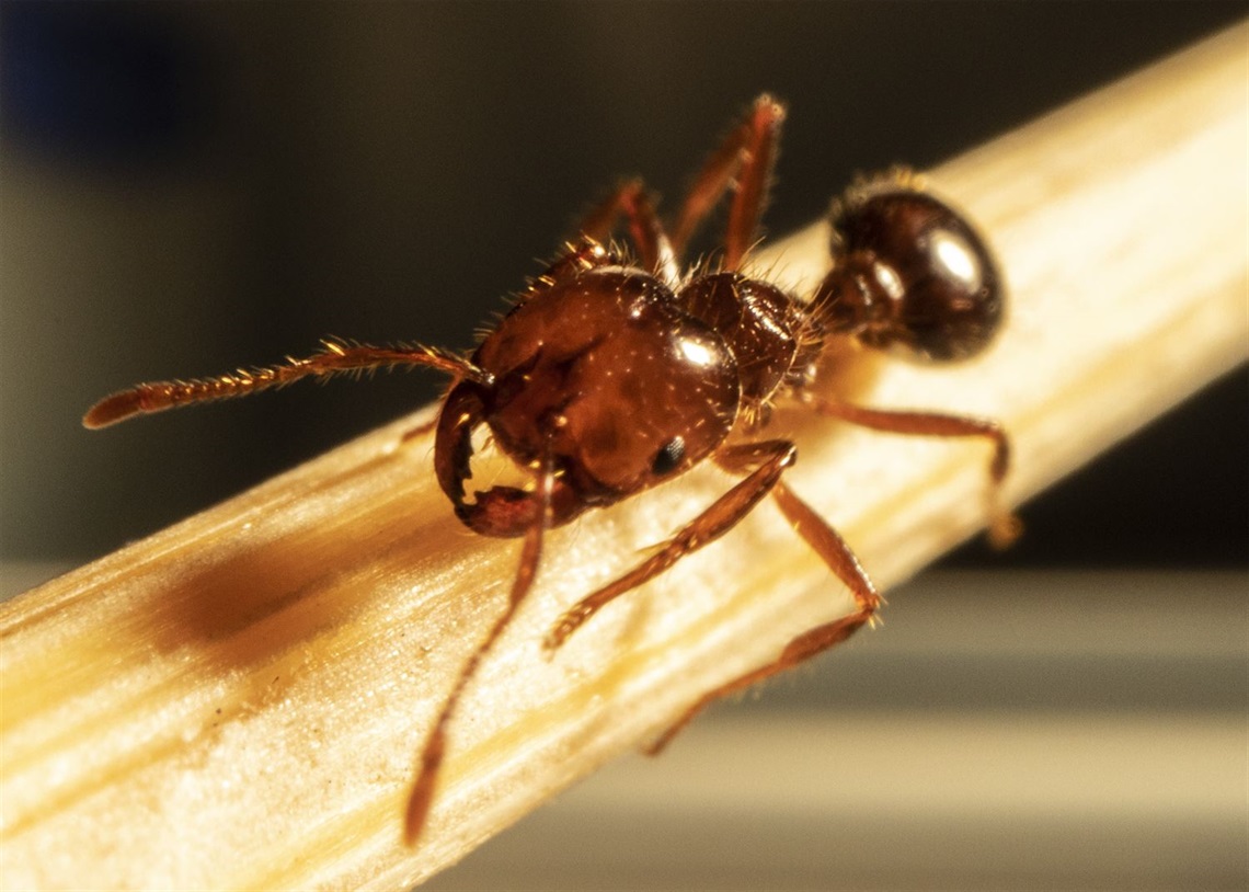 Zoomed in Photo of a red imported fire ant