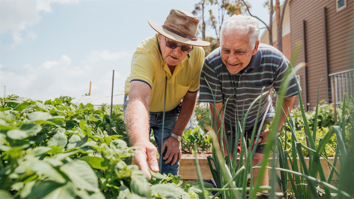 2 older men standing over a vegetable plot