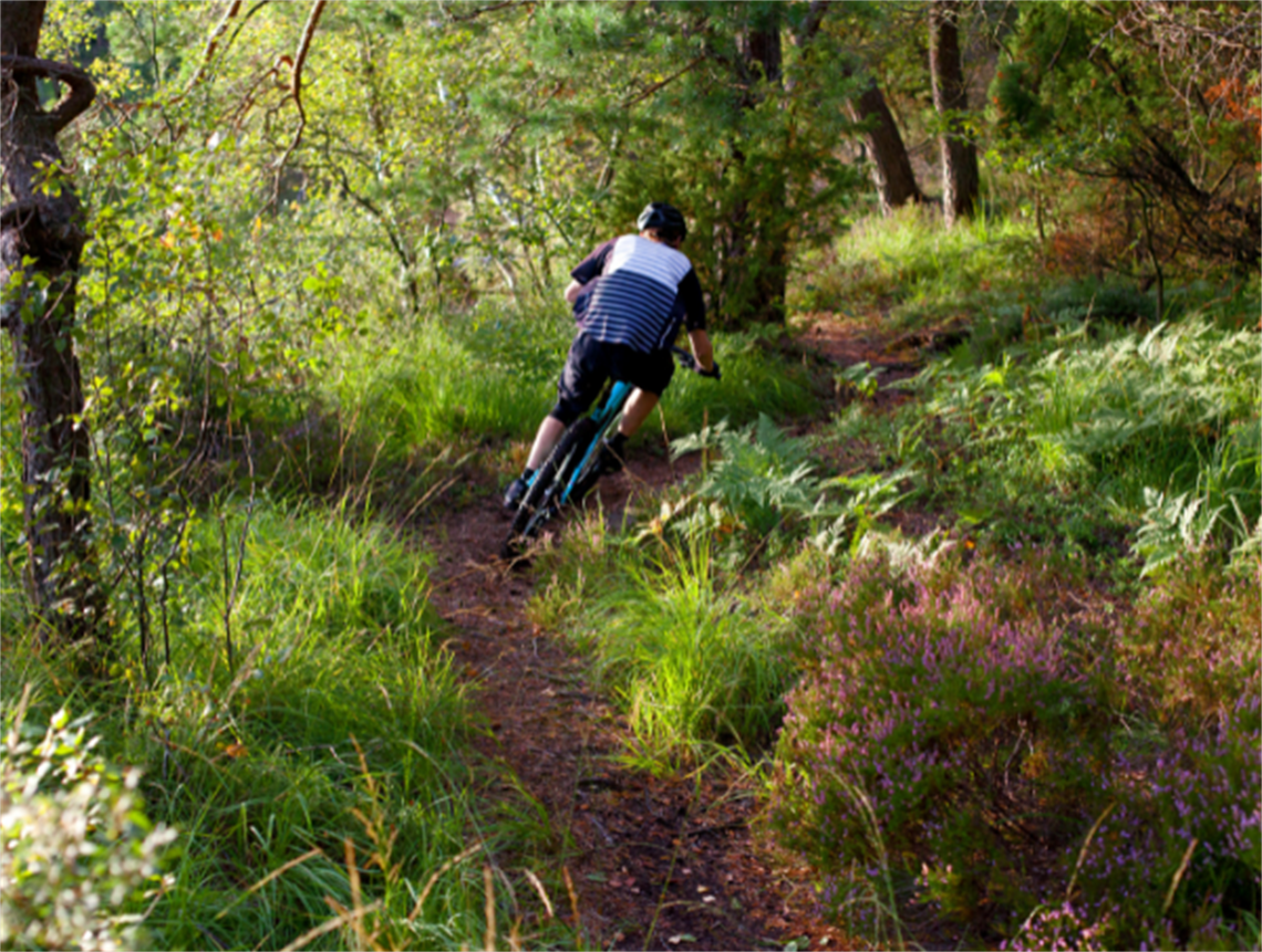 Boy mountain biking through the bush