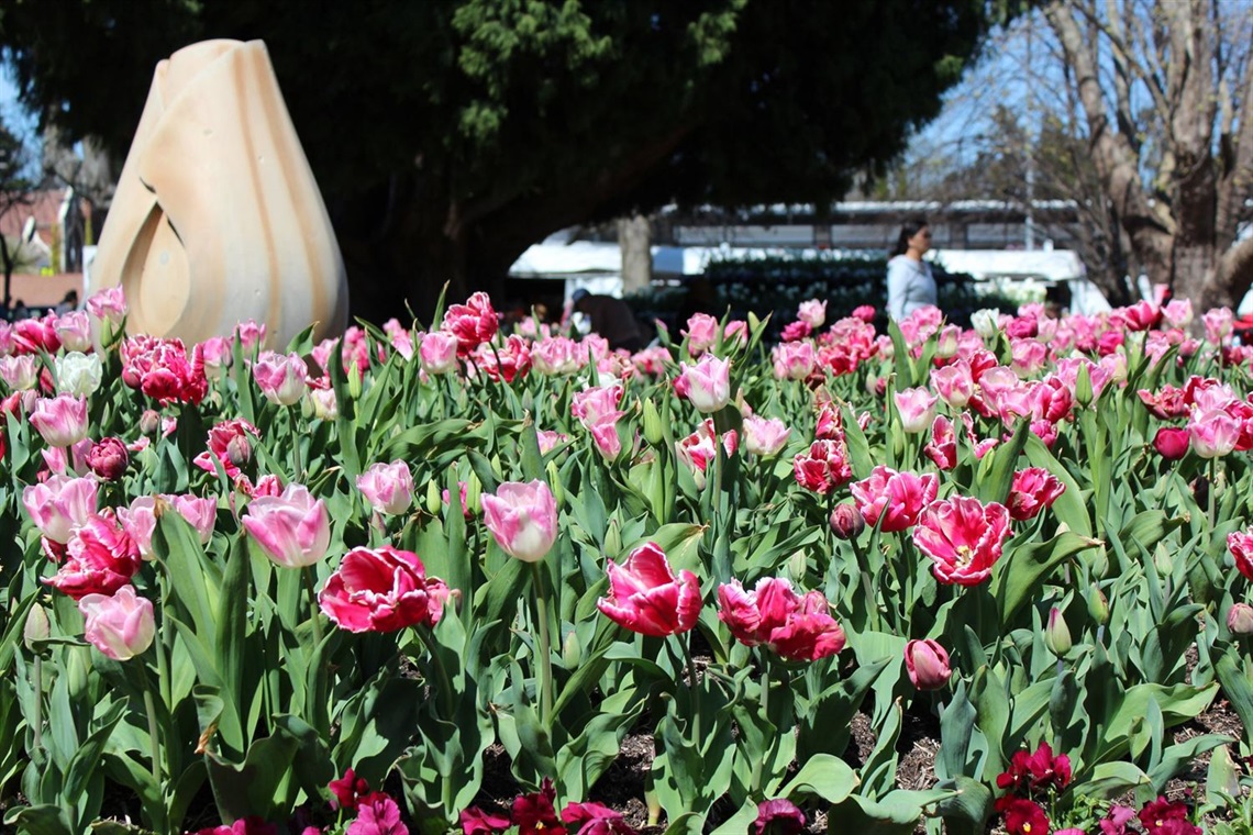 Tulip garden