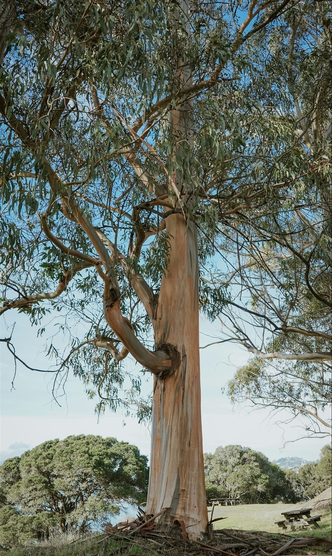 Eucalyptus Tree