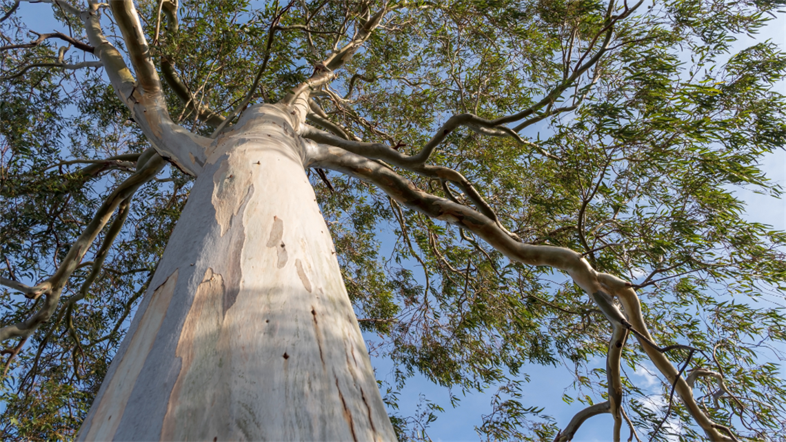 Photo looking up at a big eucalyptus tree