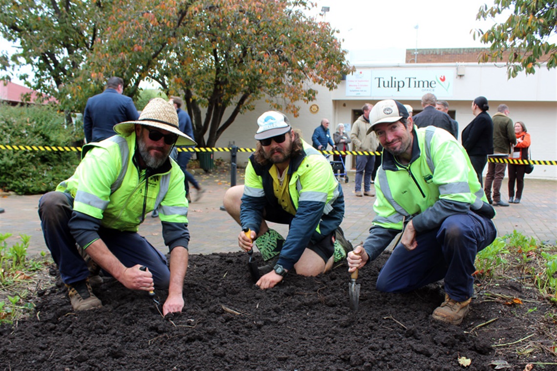 Tulip Time Bulb Planting