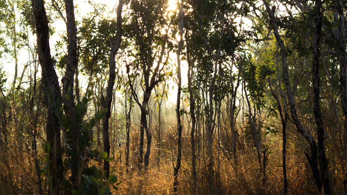 Close up of Australian bush land