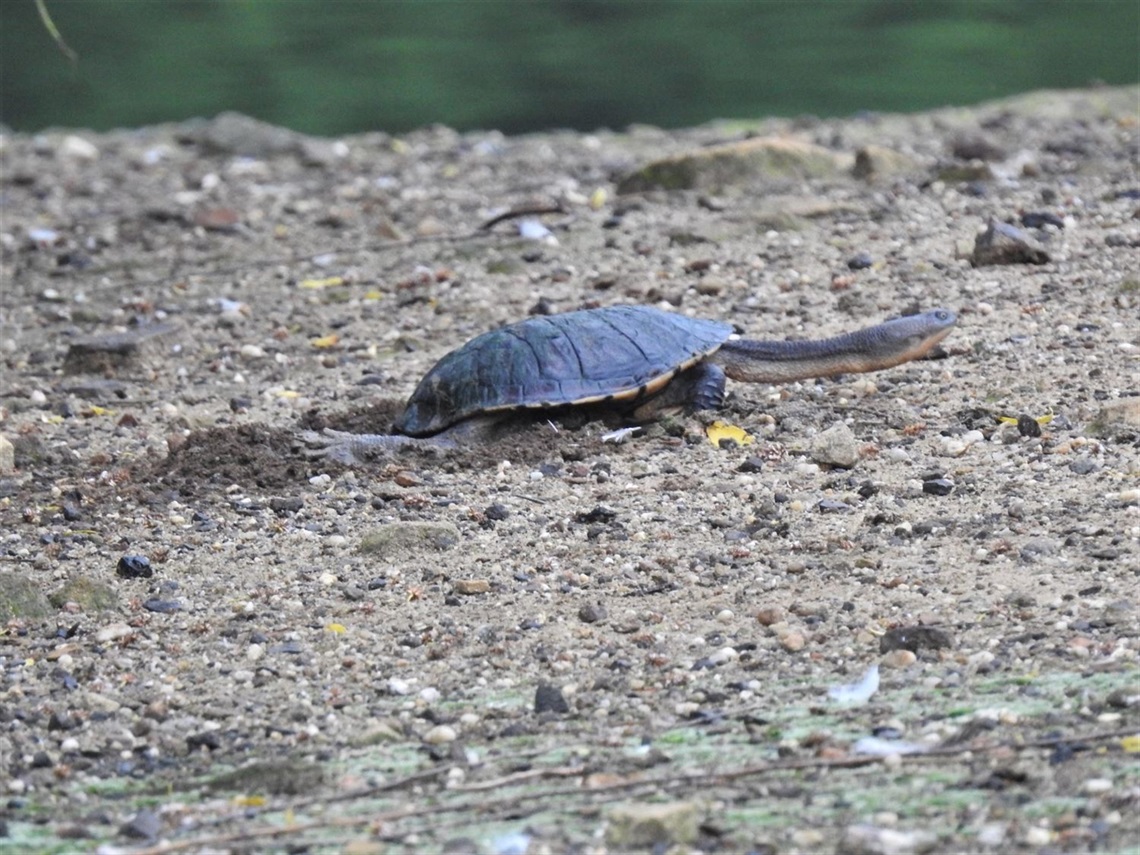 Turtle on the Ground