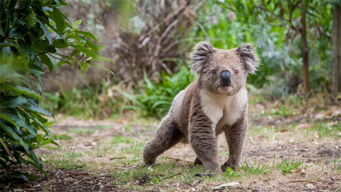 Image of a Koala in the bush