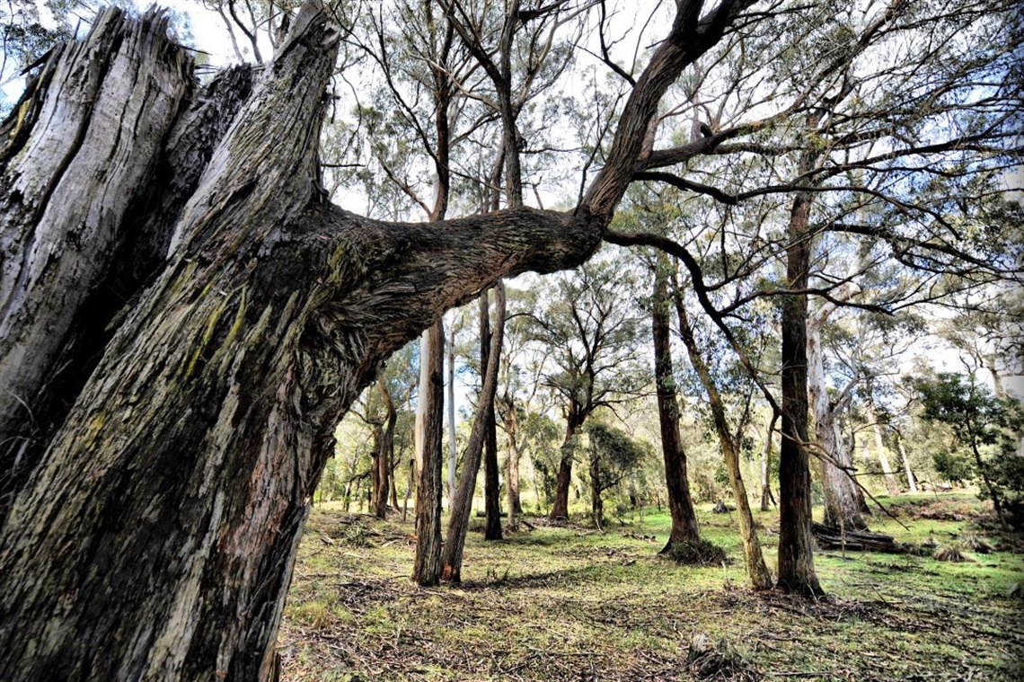 Picture of Shale Woodlands Southern Highlands