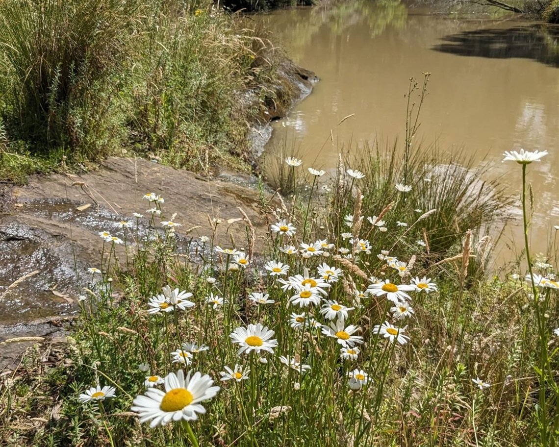 Oxeye Daisy weed growing on river bank