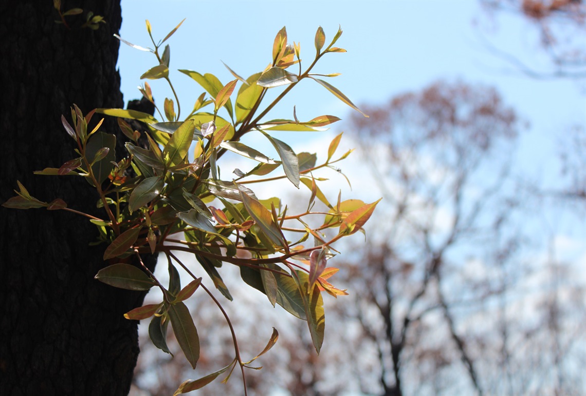 New growth on burnt tree