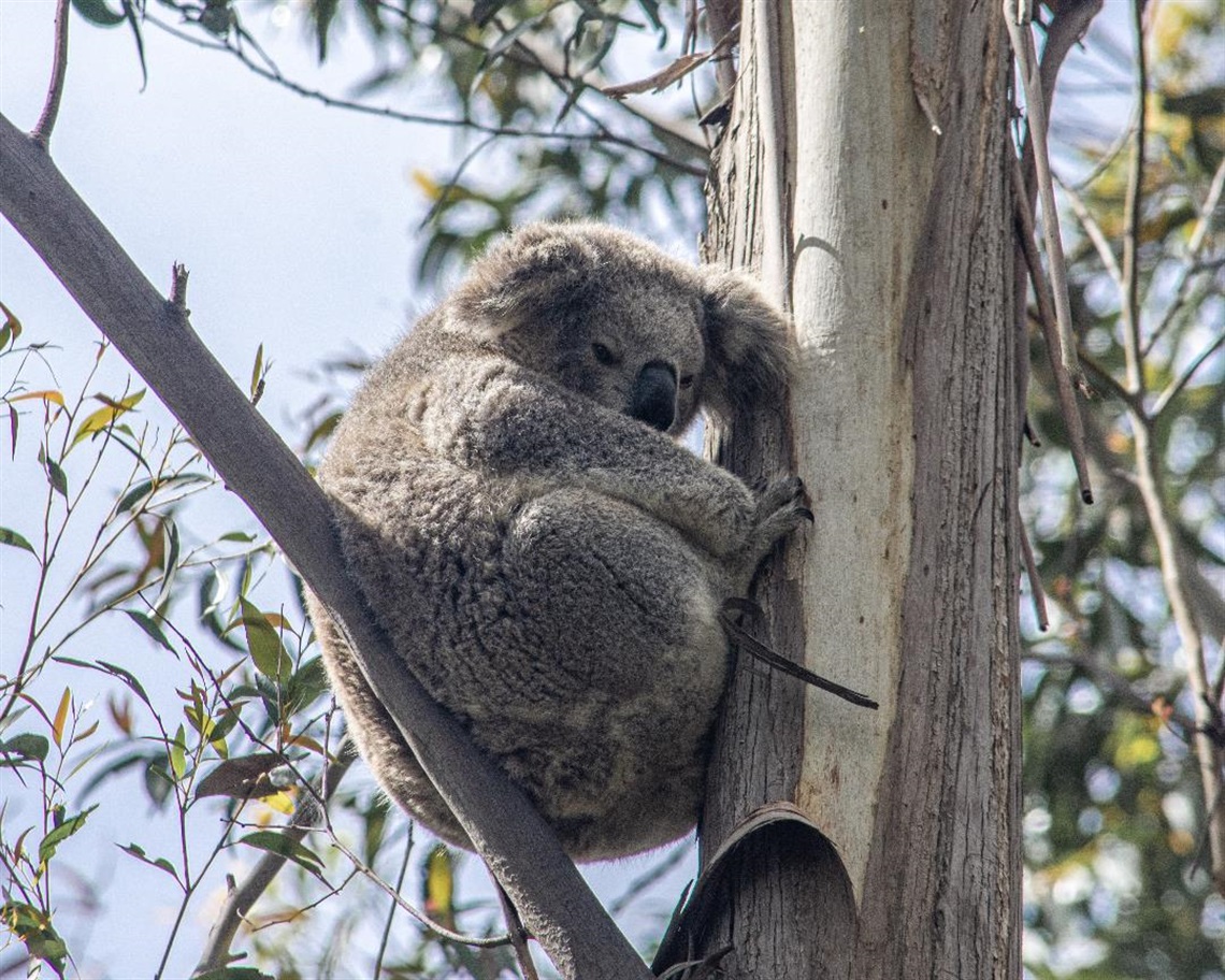 Mansfield_Koala.jpg