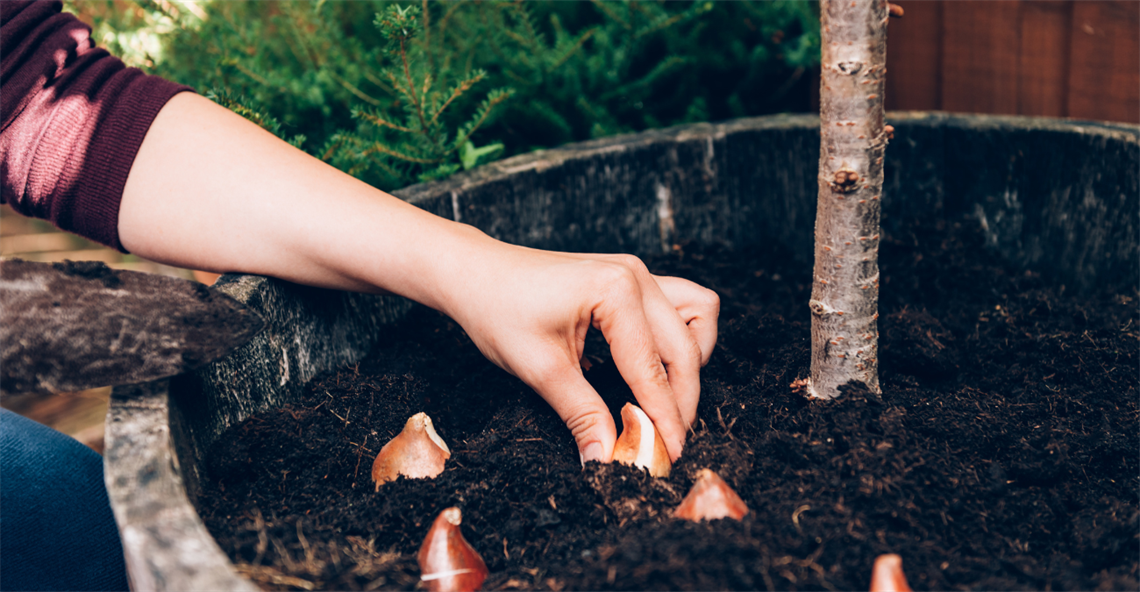 planting an onion bulb