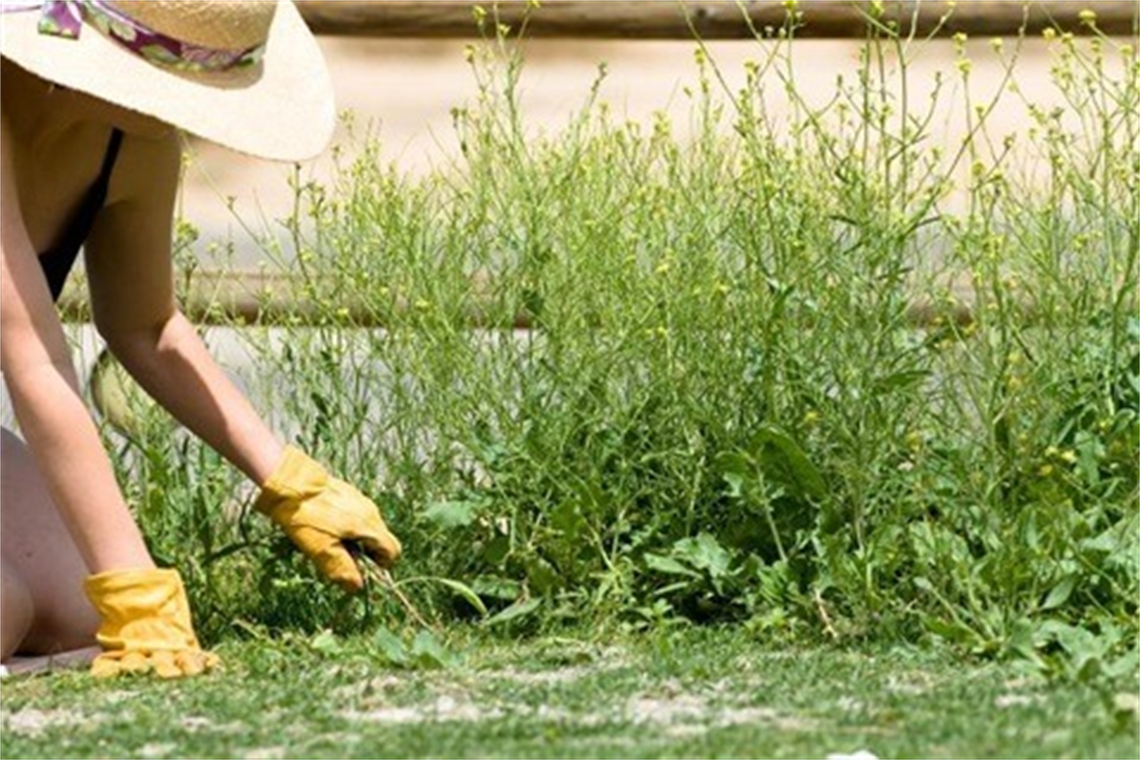 image of someone weeding 