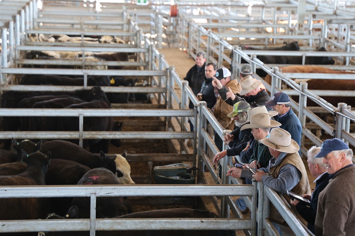 local farmers during auction at cattle saleyards 