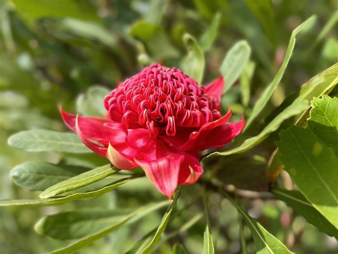 Close-up photo of single red waratah on tree