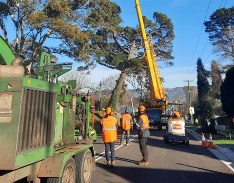 Wingecarribee Shire Council workers safetly securing a tree