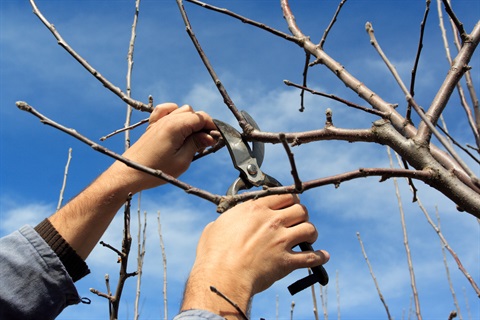 Pruning Photos.jpg