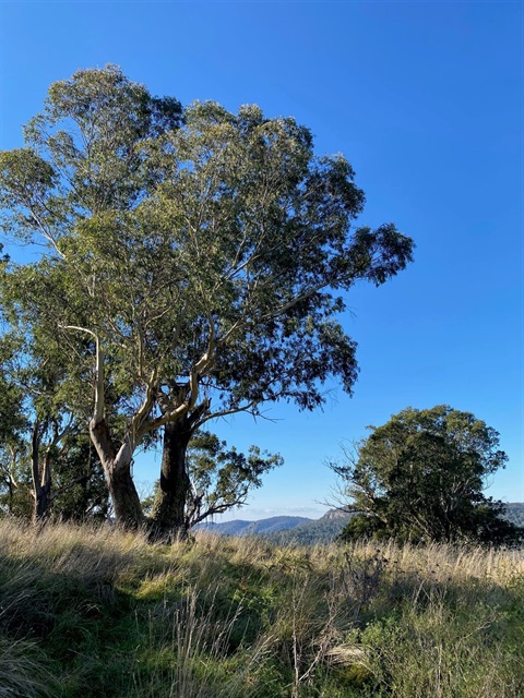 SHSW at Oxley Hill Reserve Bowral