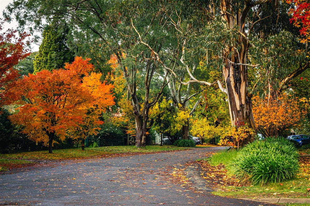 WSC Street Trees in Autumn Landscape.jpg