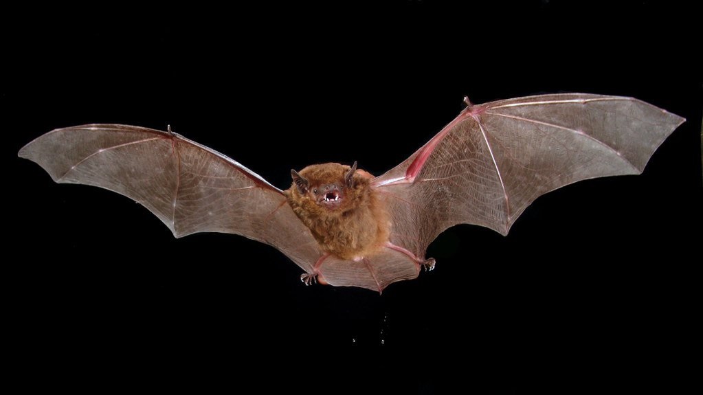 Greater Broad-nosed Bat Scoteanax rueppellii