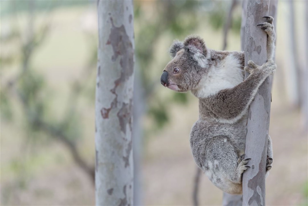 Image of Adult Koala on a tree